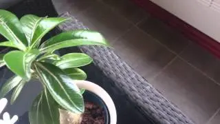 Adenium ( Desert Rose) Plants