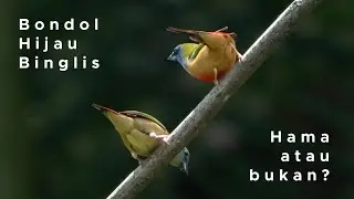 Bondol Hijau Binglis Hama Atau Bukan? - Short Film - Sony a1 + 200-600mm