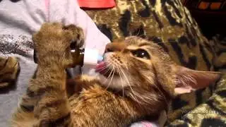 Котята