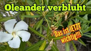Verblühter Oleander: Was JETZT wichtig ist!