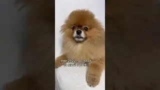 АЛОПЕЦИЯ ШПИЦА😪 