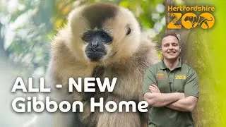 GIBBONS MOVE HOUSE! 🏠 | Hertfordshire Zoo