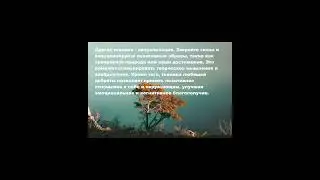 Медитации для повышения когнитивных способностей и развития мозга