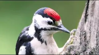 Nest Bonte spechten