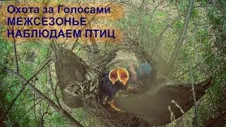 Охота за Голосами - Межсезонье , наблюдаем птиц ...