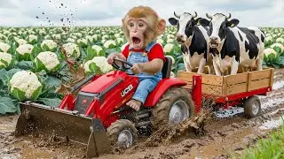 Baby monkey Bon Bin fishing runner duckling cat crocodiles Transfiguration Animal Islands