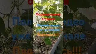 Формирование огурцов #сад #дача