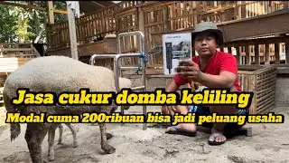 Peluang usaha di sektor Domba ❗Kaum rebahan minggir dulu❗