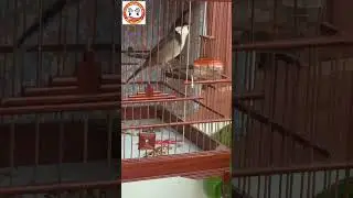 Chào mào hót ché