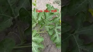 Trồng dưa hấu chuẩn oganic - Thêm cây dưa mới ra bông #shorts #duahau
