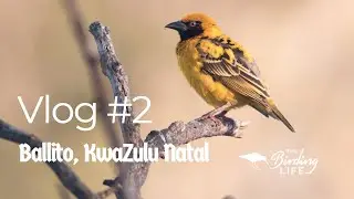 Birding Vlog #2 Ballito with Connor Munro | The Birding Life