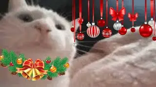 cat vibing to christmas music 🎅🎄