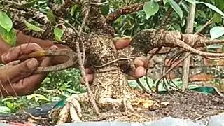 PROSES CEPAT MEMBUAT CABANG BONSAI KIMENG