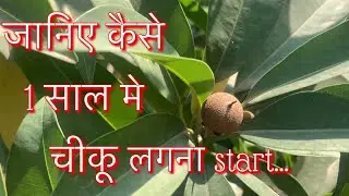 एक साल में चीकू लगना Start जानिए कैसे | How to get fruits from Chiku Plant in 1 year