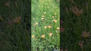 Zephyr Lilies | Rain Lilies #shorts