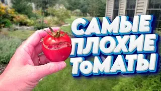 Эти сорта томатов просто ужас!! 🍅 ТОП ХУДШИХ СОРТОВ ТОМАТОВ 🍅 Семена которые я не буду сажать!