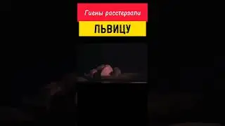 #animals #shortsvideo #animal #wildlife #nature #шортс