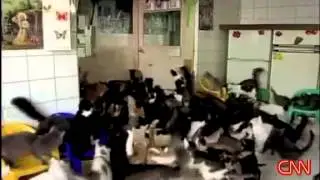 Бабушка и её 130 кошечек)))