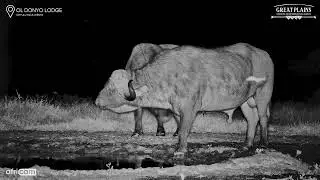 Quiet Giants of the Wild 🐃🌙