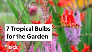 TROPICAL BULBS I Love for the GARDEN — Ep. 253