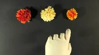 Replacement Animation Project - Age