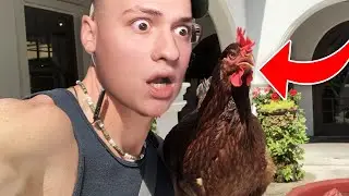 Am Un NOU ANIMAL de Companie !