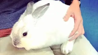 うさぎの爪切りとグルーミングと猫のお留守番/Rabbit nail trimming and grooming and cat house sitting