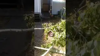 Козочки альпийские. Ветки после бури. Свердловская область.