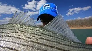Hillbilly Coho: Chasing Stripes