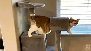 Funniest Cats On The Internet | Try Not To Cat Challenge 😹😹😹