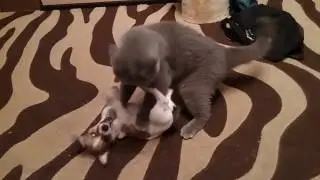 Бой кота и щенка по правилам MMA / cat and dog fight