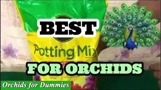 Beginners Guide to Best Potting Mix for Phalaenopsis Orchids for Optimal Growth