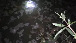PERKEMBANGAN LARVA LELE UMUR 4-6 MINGGU TANPA CASUT || INI UKURAN YANG PALING BESAR