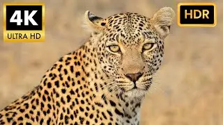 Majestic Leopard: Nature's Perfect Hunter in 4K HDR