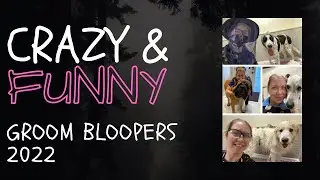 Funny moments from my first year of grooming
