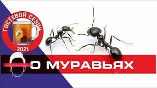 Коротко о Муравьях от Репича