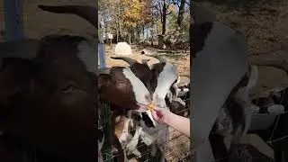 Do Goats Like Macaroons 🍪