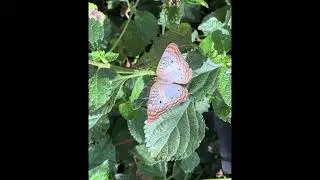 LA Adventure| Butterfly Pavilion Natural History Museum