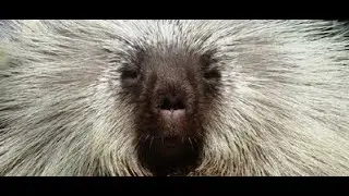 The Best of Teddy Bear the Porcupine