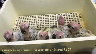 Попугайчики #141 лучшие моменты