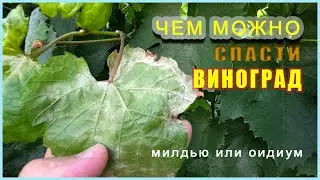 Летние болезни виноградника: эффективные способы защиты.