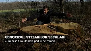 Genocidul stejarilor seculari: cum ni se fură ultimele păduri de câmpie
