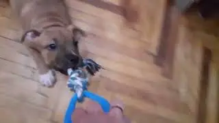 Игры с веревкой #амстафф #staffy  #dog
