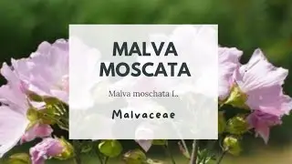 MALVA MOSCATA - Malva moschata L. Malvaceae - Musk mallow