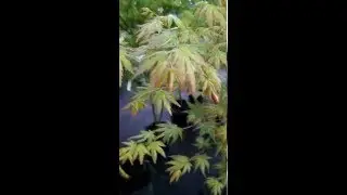 You have got to see this years Japanese Maple line up.