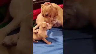 cute dogs 🐶😍#animals #dog #puppy #shortsvideo #shortsfeed