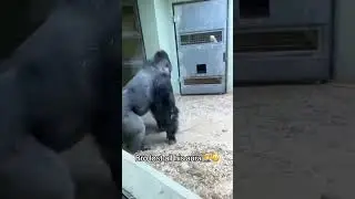 This Gorilla's Got Moves