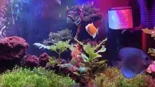 selamat menikmati - aquascape