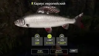 р Берая рр4 Хариус европейский Форель ручьевая и т.д.