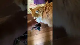 Sunny the Ginger Cat Greeting me as I get home. Peanut Butter Club Diary